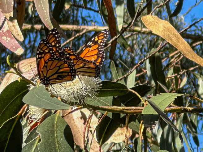 Монархи (Danaus plexippus) во время миграции. | Источник: Legion Media