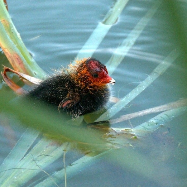 Источник: Каждой твари по паре | Павел Глазков | Животные, природа, Санкт-Петербург, Ленобласть