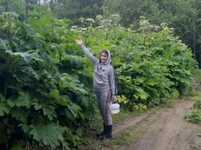 Посмотрите, какой гигантский борщевик вымахал | Источник: vestnik_podslushano / Vk.com