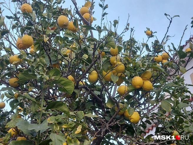 В Турции лимоны в этом году тоже небывало дорогие, да и курс лиры к рублю не самый лучший | Источник: Анна Голубницкая / MSK1.RU