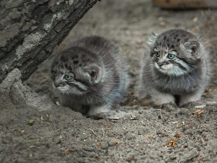 Комочки милоты: посмотрите на котят манула, которые родились в Новосибирском зоопарке