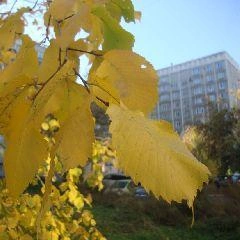 При ухудшении погоды не ставьте автомобили под одиноко стоящими деревьями | Источник: www.city-n.ru