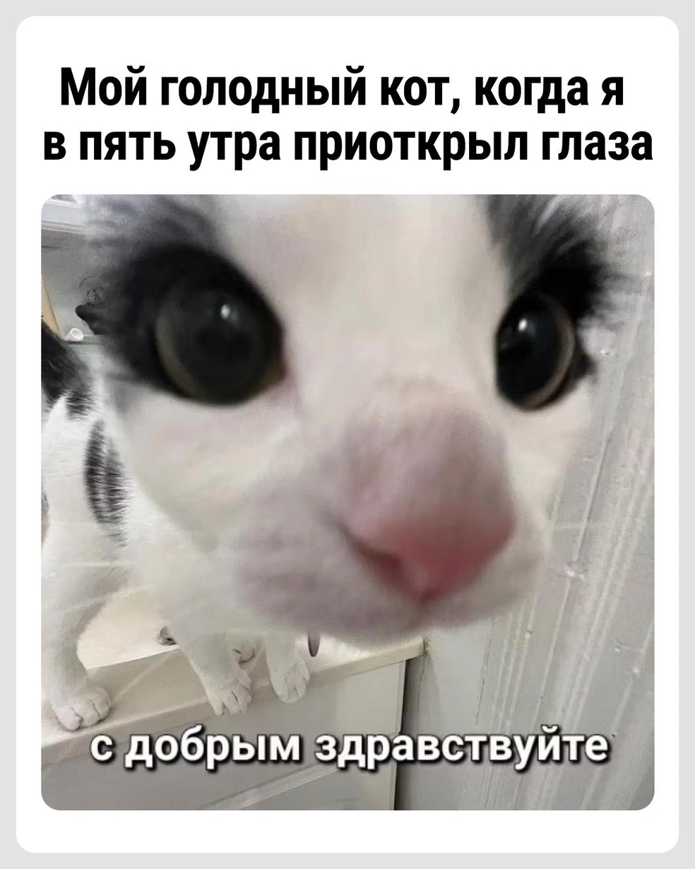 Просьба положить содержимое пакетика в миску | Источник: Городские медиа