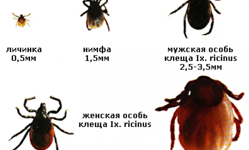 Петербургский биолог рассказал, когда ждать пика активности клещей в этом году