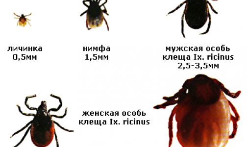Петербургский биолог рассказал, когда ждать пика активности клещей в этом году | Источник: фото с encephalitis.ru