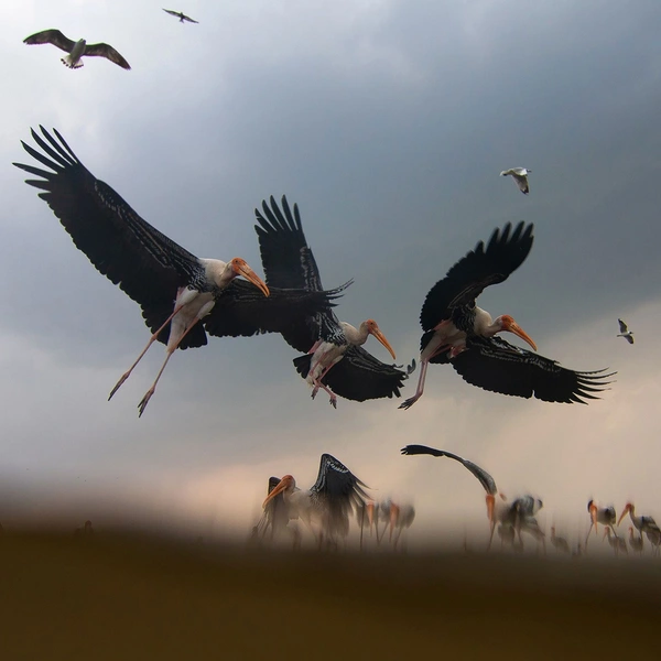 «Выпускаем шасси и заходим за мной на полосу» | Источник: Indranil Basu Mallick / Nature inFocus Awards 2018