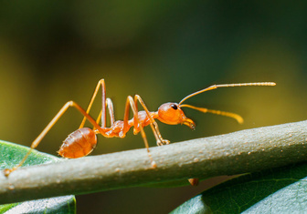 Развеян миф о том, что все муравьи — трудоголики