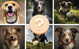 Тест: какая из этих собак — настоящая, а какую нарисовала нейросеть