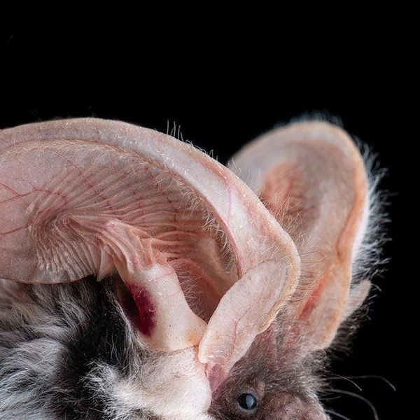 Пятнистый ушан (Euderma maculatum) | Источник: José Gabriel Martínez-Fonseca via PetaPixel