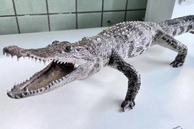 Passenger brings crocodile taxidermy from Vietnam to Krasnoyarsk