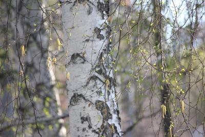 Драка из-за березы в Канске обошлась в 50 тысяч рублей