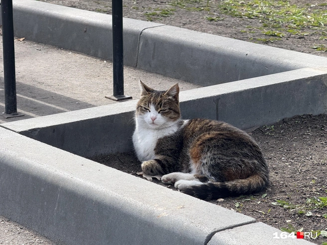 Коты уже греются на улице под апрельским солнцем | Источник: Сергей Петунин / 164.RU