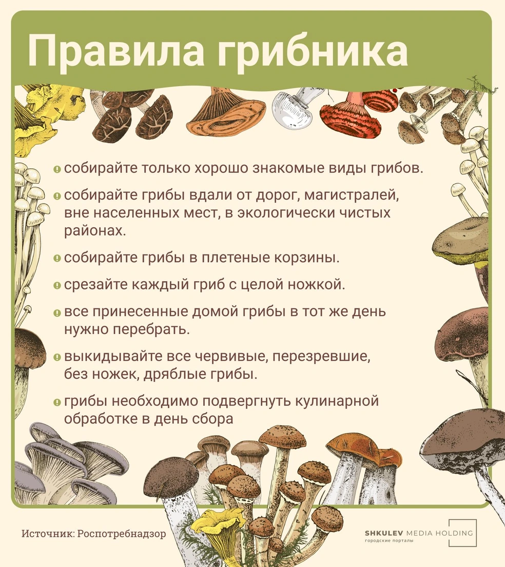 Богатый состав грибов