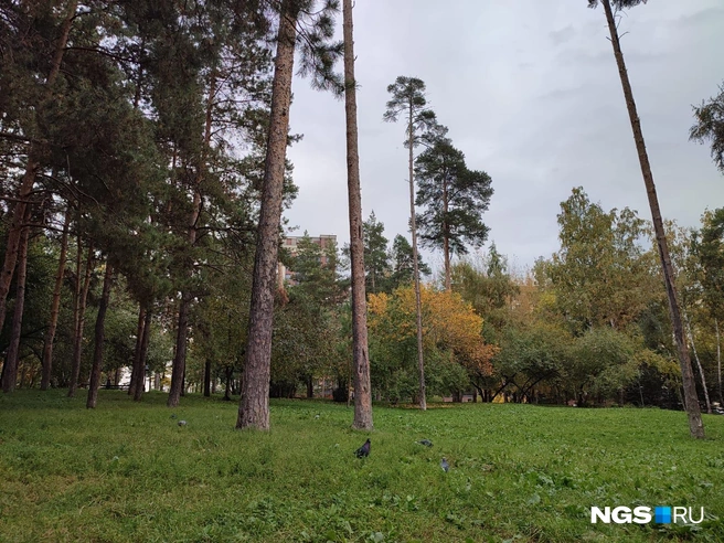 Судя по схеме, детская площадка появится вот на этом пустующем пространстве | Источник: Илья Калинин / NGS.RU