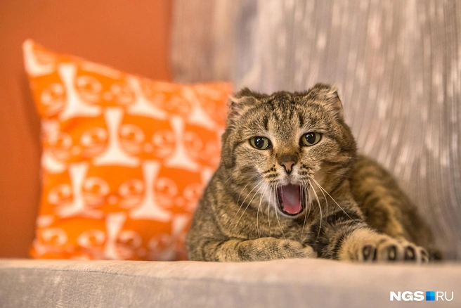 Если нахождение животных в кафе запретят, деятельность котокафе будет под вопросом | Источник: Ольга Бурлакова / NGS.RU
