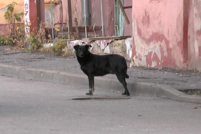 Dog that attacked man released in Volgograd