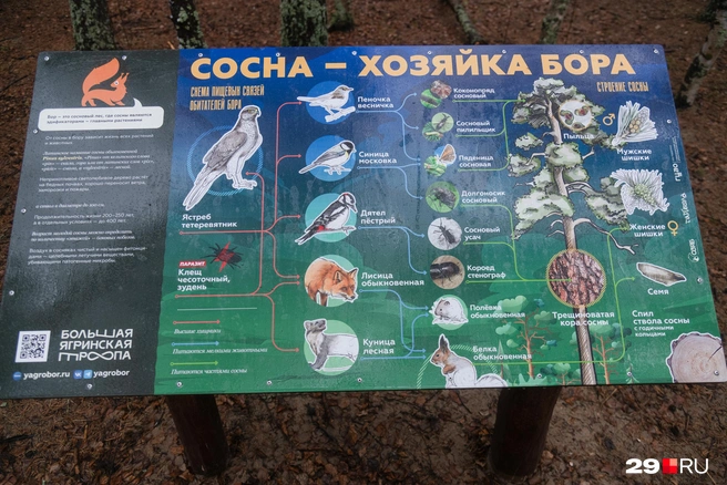 Источник: Иван Митюшёв / 29.RU