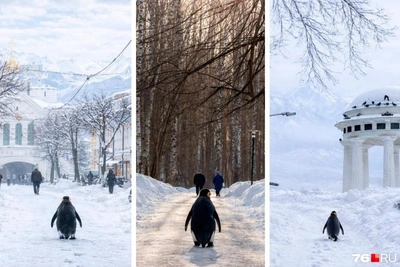 Пингвин-нигилист из мема: куда он ушел?