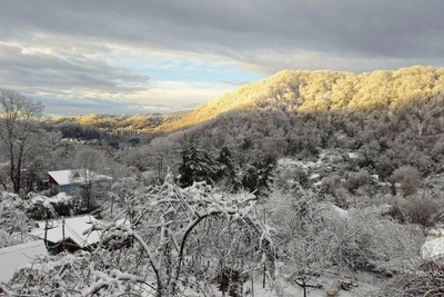 Дерево проломило крышу дома в Сочи, едва не убив ребенка