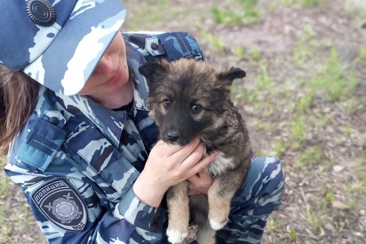 Полицейские приютили замерзающего щенка в Новосибирске - 19 мая 2023 -  НГС.ру