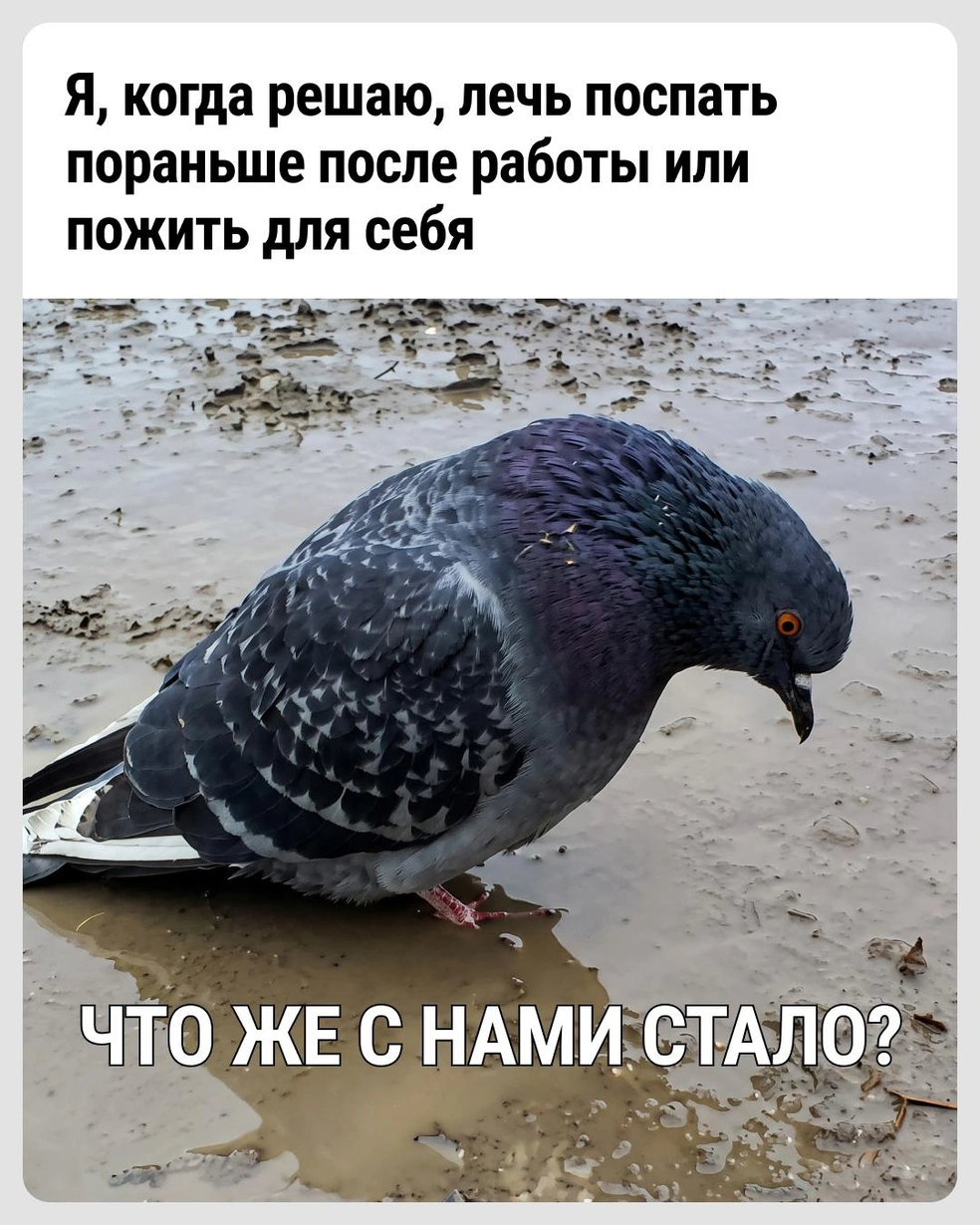 Вечная дилемма | Источник: Городские медиа