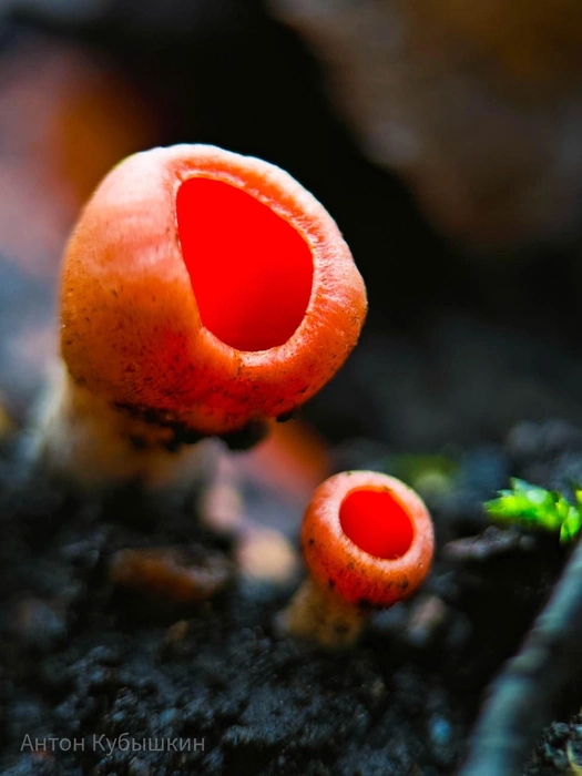 Аномальный сезон. В лесах есть не только летние и зимние грибы, но даже весенние  | Источник: Антон Кубышкин / Грибы и Грибники СПб