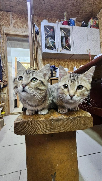 Сейчас братец с сестричкой подросли. Но они всё так же живут в приюте  | Источник: предоставлено волонтерами