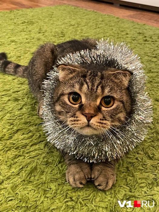 У кого-то уже новогоднее настроение | Источник: читатели V1.RU