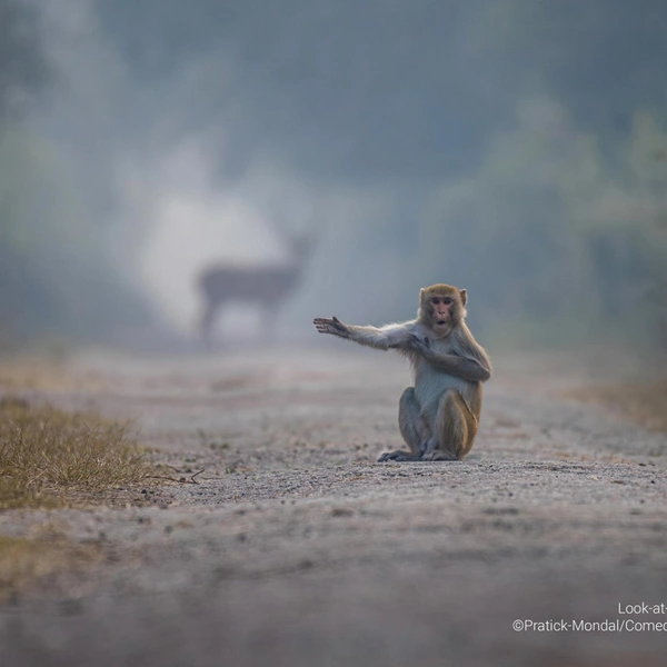«Паркуйтесь, пожалуйста, тут» | Источник: Pratick-Mondal / Comedy Wildlife Photography Awards 2023