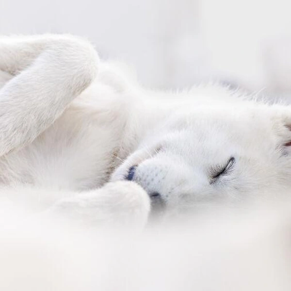 Источник: Dog Photography Awards