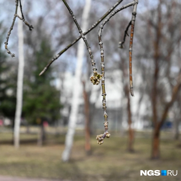 Источник: Ева Михалевская / NGS.RU