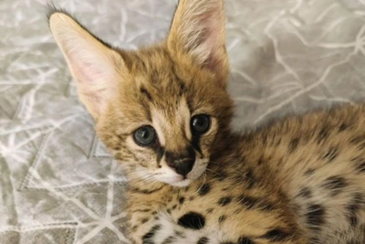 Котят редкой породы в ХМАО продают за цену авто