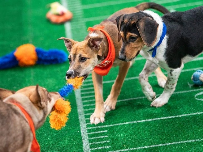 Галерея: Щенки-участники Puppy Bowl в моменты игры.