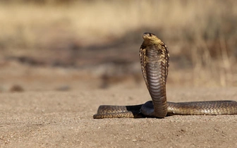 Один ответ на 17 бед: от укусов змей изобрели универсальное противоядие
