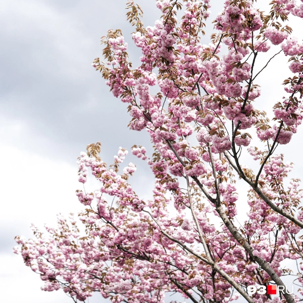 Только посмотрите на эти нежные облака из цветов  | Источник: Дарья Паращенко / 93.RU