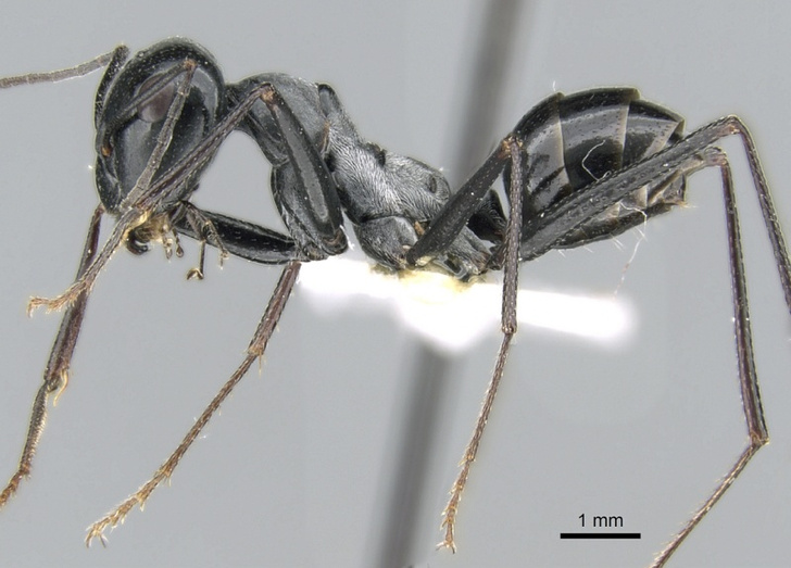 Умеют ли муравьи запоминать запахи