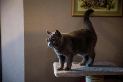 Барнаульцы ищут кота больше года и готовы заплатить 100 тысяч