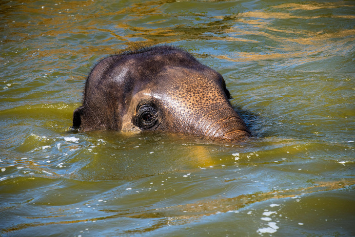 Слон из Сиднейского зоопарка наслаждается купанием