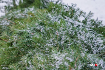 Веточки, припорошенные снегом | Источник: Тимофей Калмаков / 59.RU