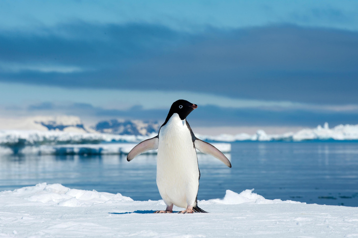 Пингвин добрался из Антарктиды в Новую Зеландию