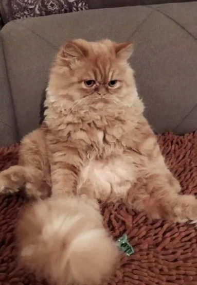 Источник: сервис для подачи объявлений