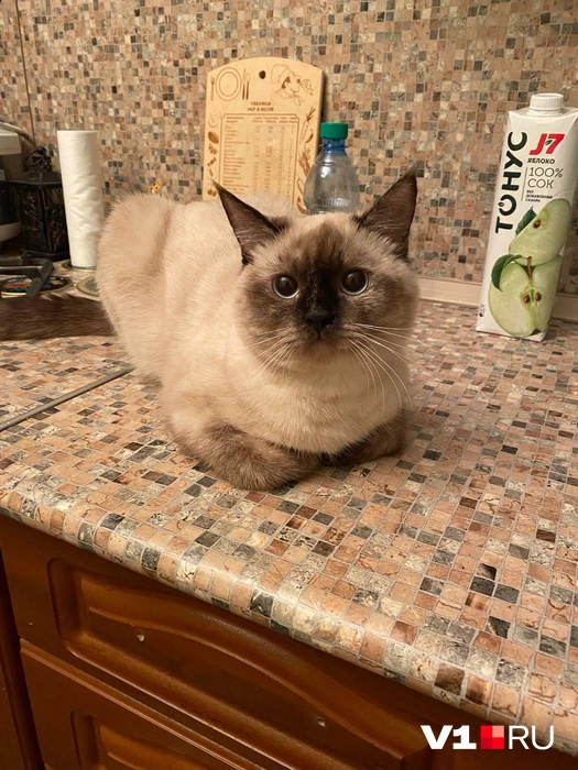 А вам какой снимок понравился больше всего? | Источник: читатели V1.RU