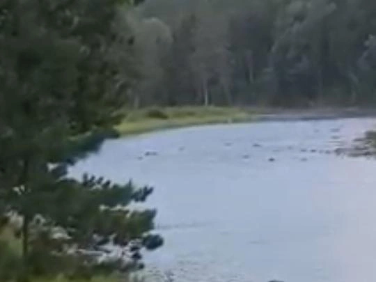 Медвежонок пересекает реку на видео | Источник: Юлия Нистратова / Vk.com