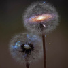 userpic__Murena