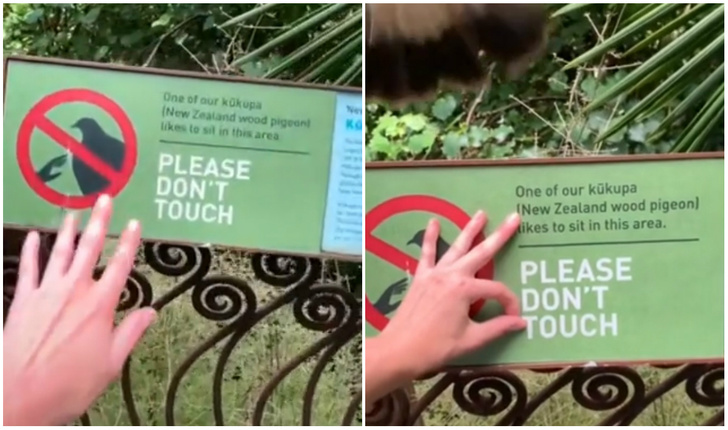 Фото №1 - Девушка решила потрогать табличку «Не трогать, наш голубь любит здесь сидеть» (видео)