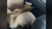 Смешные коты, которые бы победили на конкурсе абсурдных фотографий