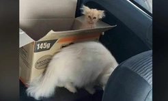 Смешные коты, которые бы победили на конкурсе абсурдных фотографий
