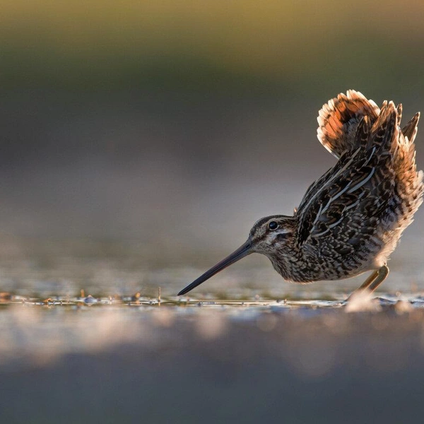 Второе место в номинации «Портрет» | Источник: Roelof Molenaar / Bird Photographer of the Year 2018