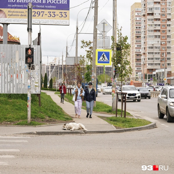 Источник: Дарья Паращенко / 93.RU