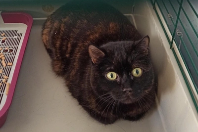 Cat Volya rehomed in Novosibirsk after owner's death